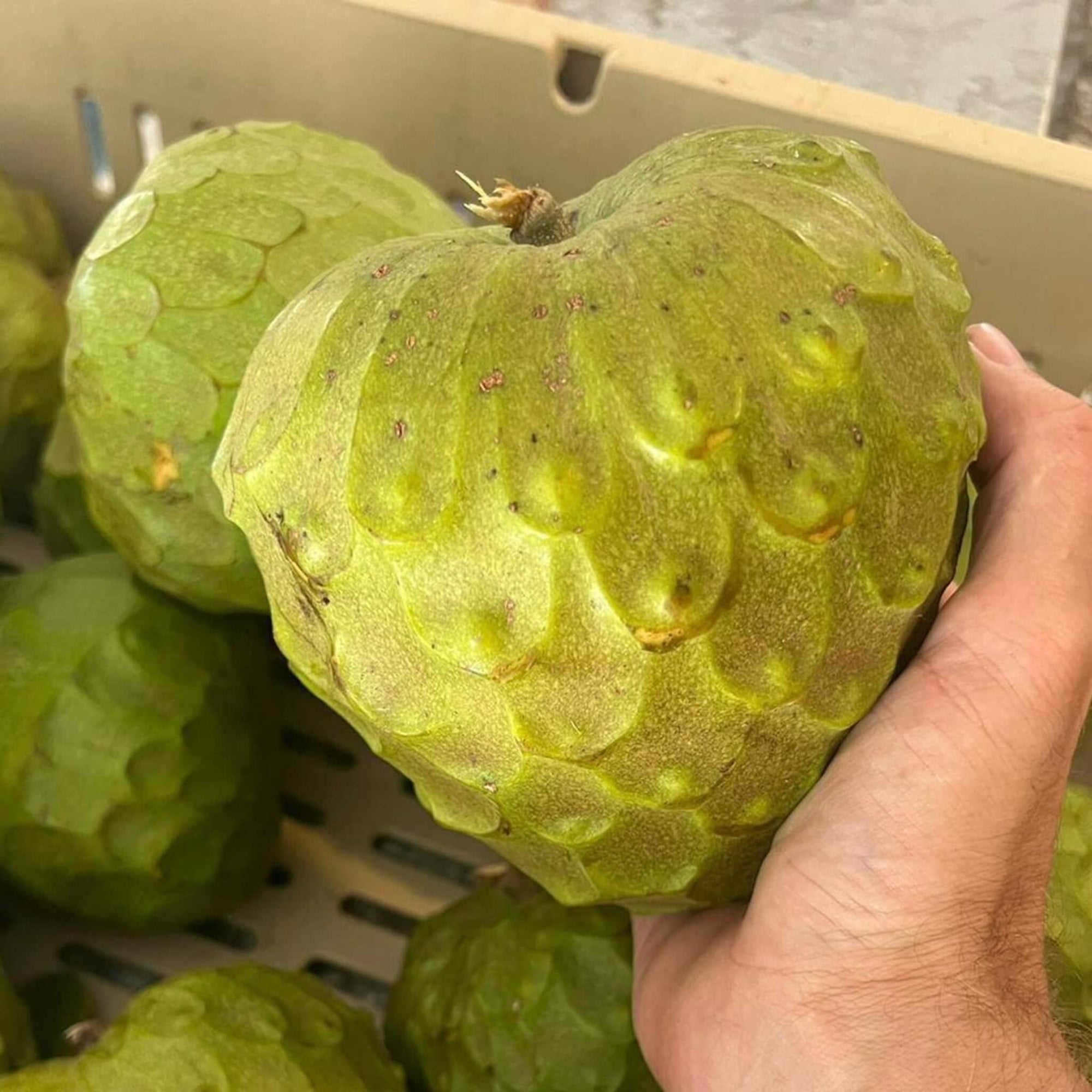 Cherimoya Box