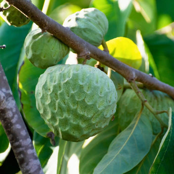 Cherimoya Good Hill Farms Fruit: Cherimoya