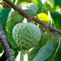 Cherimoya Good Hill Farms Fruit: Cherimoya