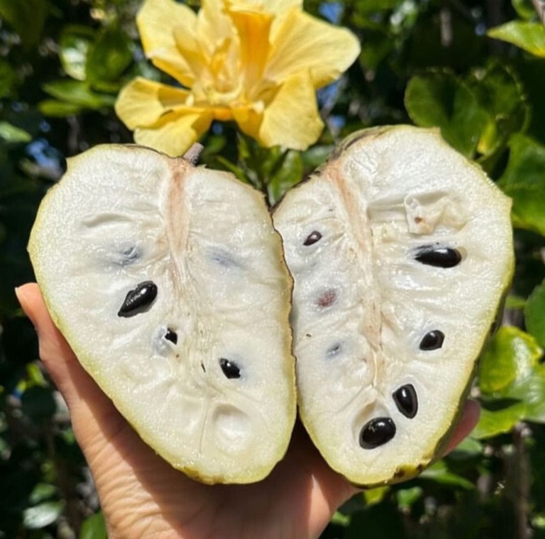 Cherimoya Good Hill Farms Fruit: Cherimoya