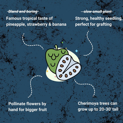 Cherimoya Tree, Seedling Good Hill Farms Nursery: Cherimoya | Seedling