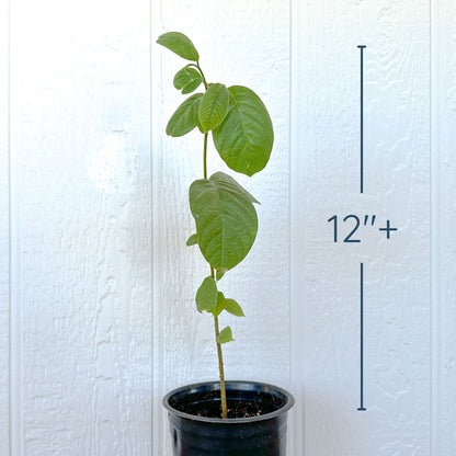 Cherimoya Tree, Seedling Good Hill Farms Nursery: Cherimoya | Seedling