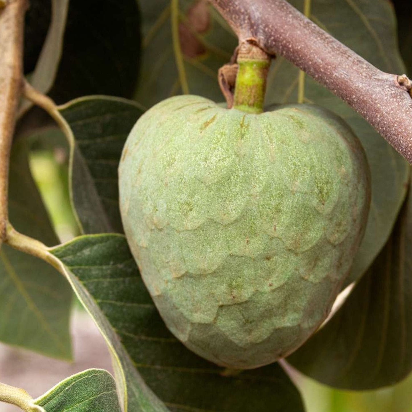 Cherimoya Tree, Seedling Good Hill Farms Nursery: Cherimoya | Seedling