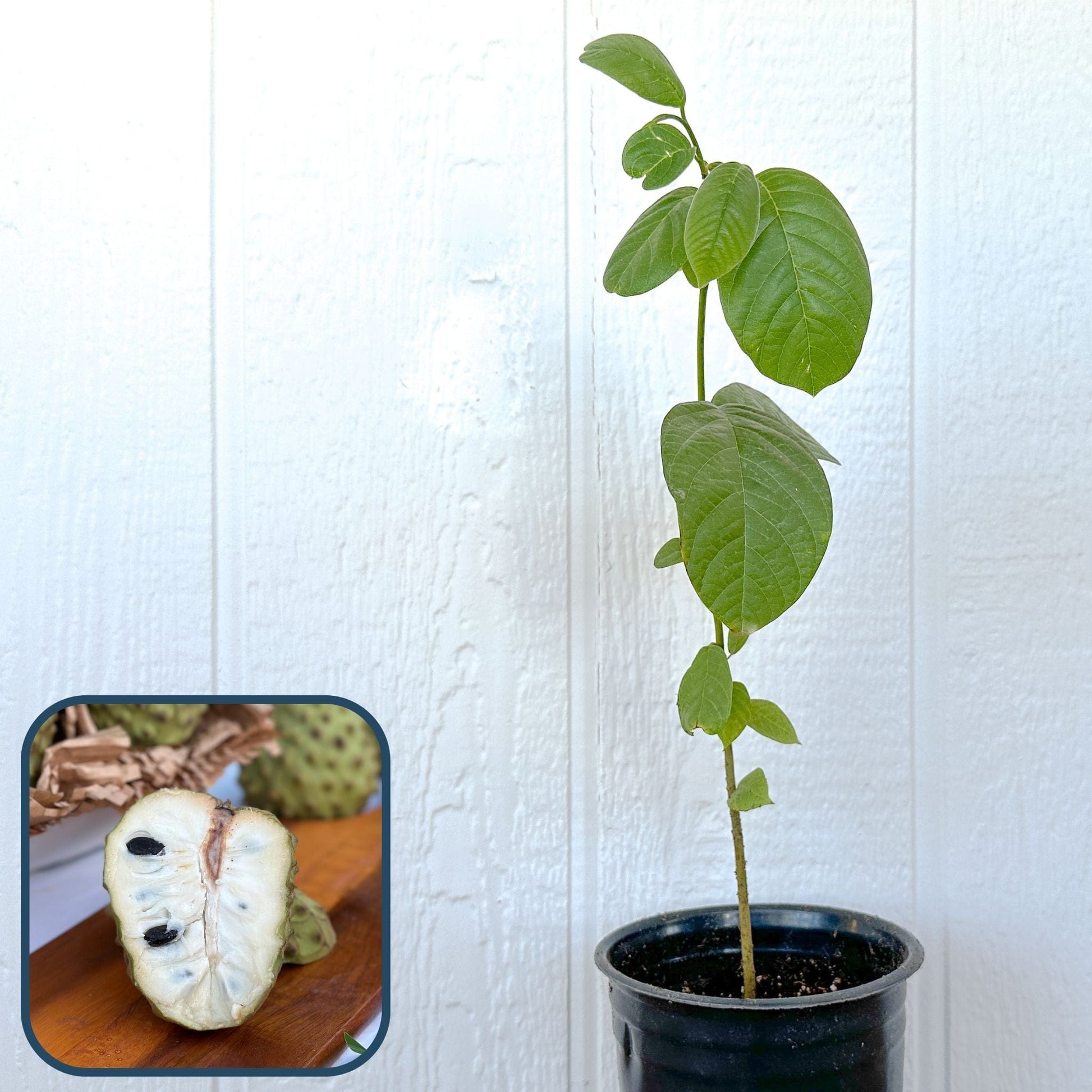 Cherimoya Tree, Seedling – Good Hill Farms