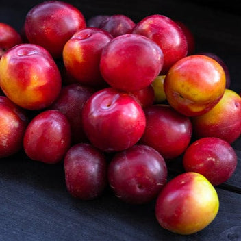 Cherry Plum Good Hill Farms Fruit: Cherry Plum
