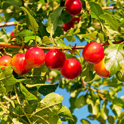 Cherry Plum Good Hill Farms Fruit: Cherry Plum