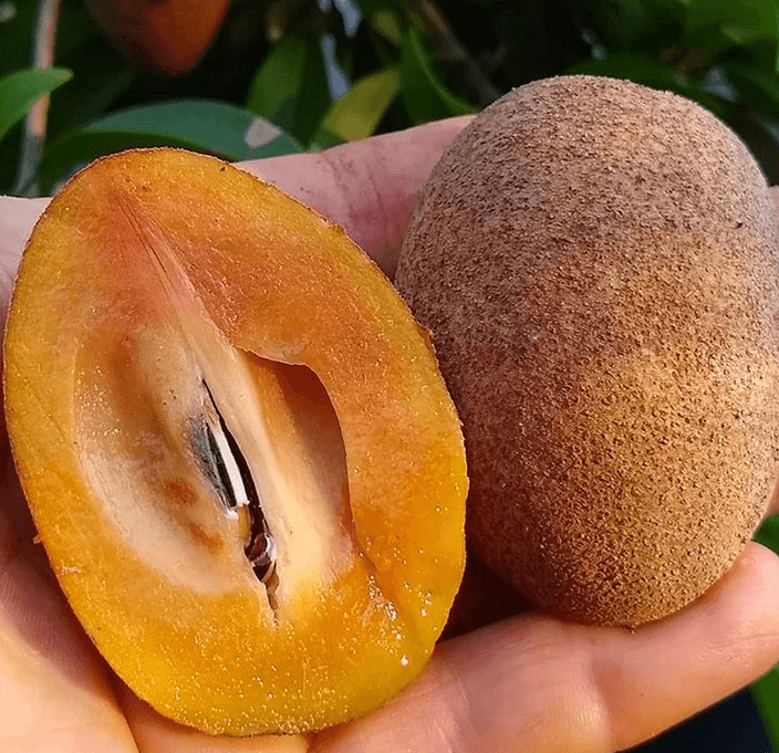 Chico Sapote Good Hill Farms Fruit: Sapote, Chico