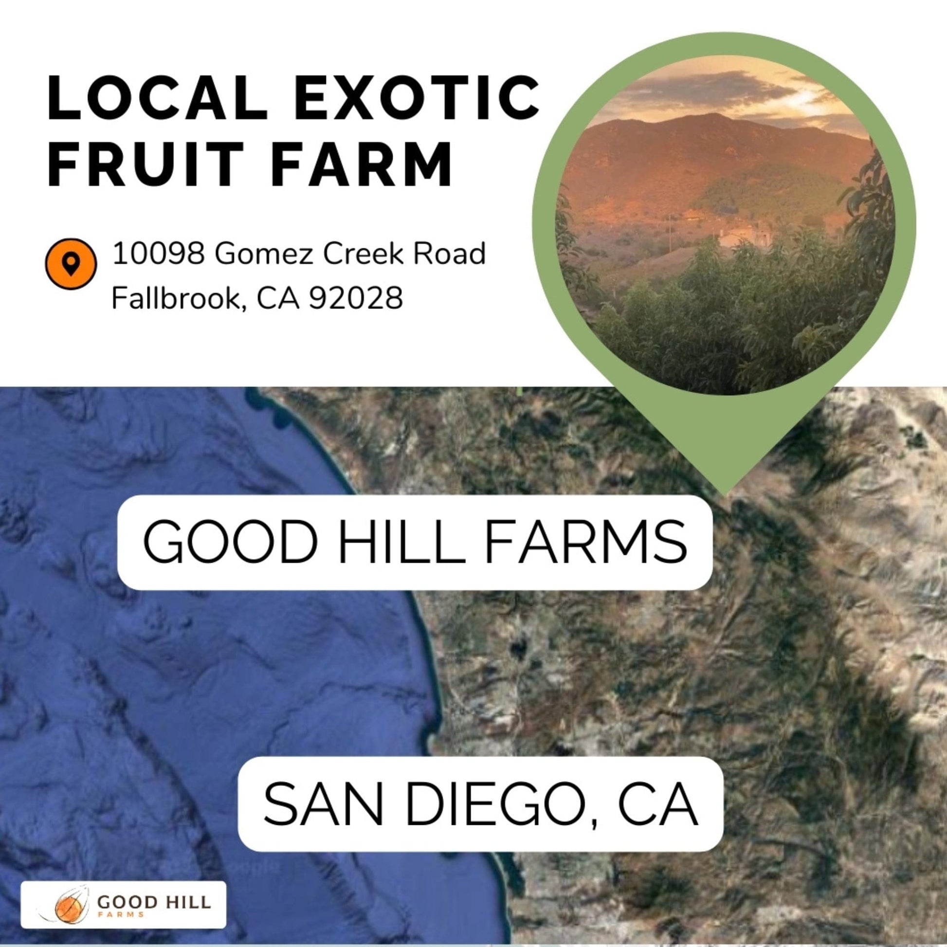 Chico Sapote (Sapodillo) Good Hill Farms Fruit: Sapote, Chico