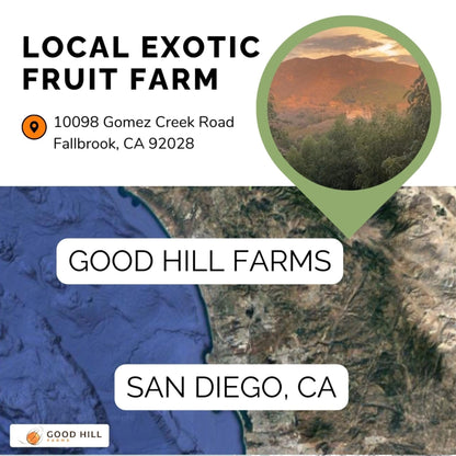 Chico Sapote (Sapodillo) Good Hill Farms Fruit: Sapote, Chico