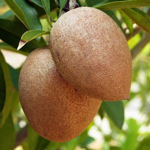 Chico Sapote