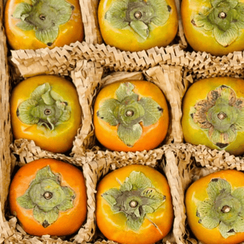 Chocolate Persimmon Good Hill Farms Fruit: Persimmon, Chocolate