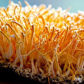 Cordycep Mushroom Good Hill Farms Mushroom: Cordycep