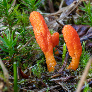Cordycep Mushroom Good Hill Farms Mushroom: Cordycep