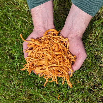 Cordycep Mushroom Good Hill Farms Mushroom: Cordycep