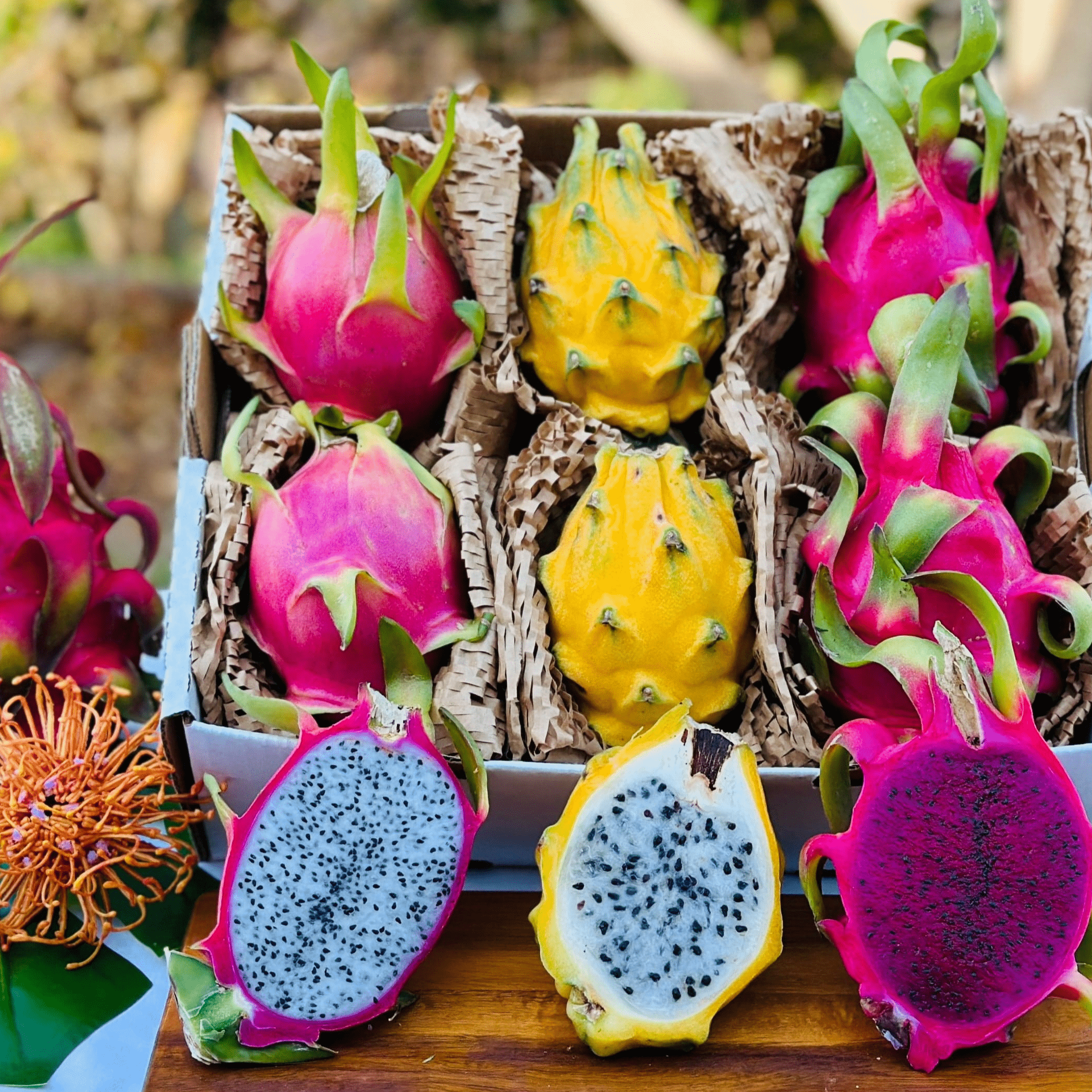 Dragon Fruit Variety