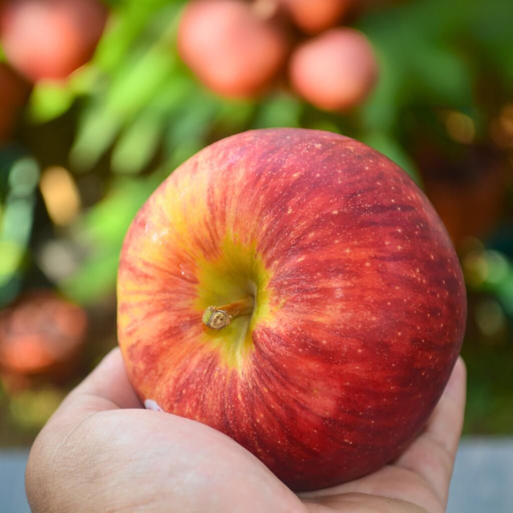 Envy Apple