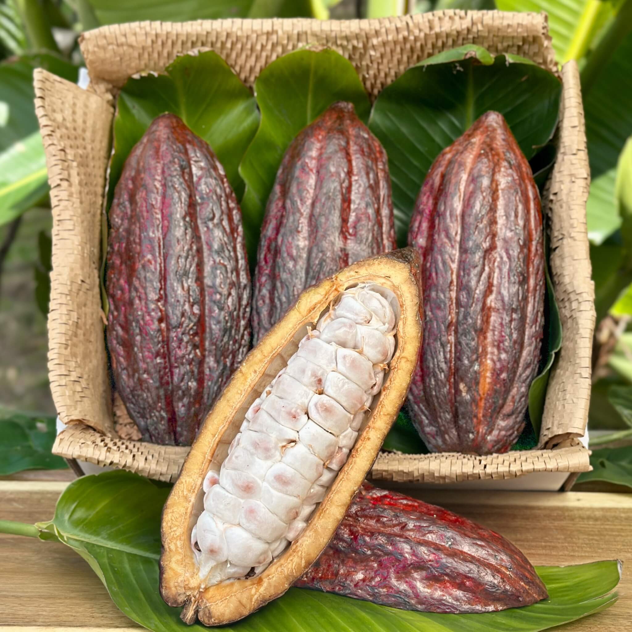 cacao 25/07