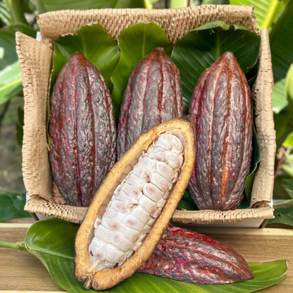 Fresh Cacao Pods (Chocolate) Good Hill Farms Fruit: Cacao