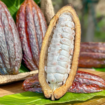 Fresh Cacao Pods (Chocolate) Good Hill Farms Fruit: Cacao