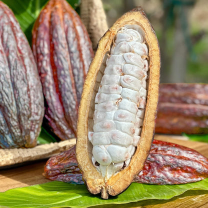 Fresh Cacao Pods (Chocolate) Good Hill Farms Fruit: Cacao