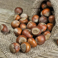 Fresh Whole Hazelnuts Good Hill Farms Fruit: Hazelnut