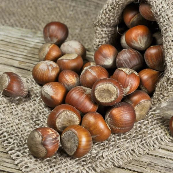 Fresh Whole Hazelnuts Good Hill Farms Fruit: Hazelnut
