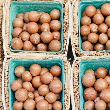 Fresh Whole Macadamia Nuts Good Hill Farms Fruit: Macadamia Nut