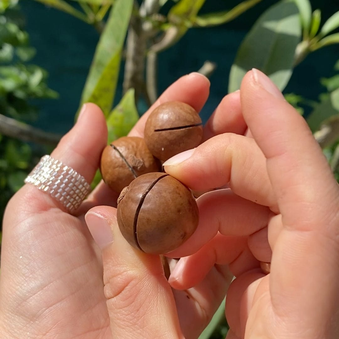 Fresh Whole Macadamia Nuts Good Hill Farms Fruit: Macadamia Nut