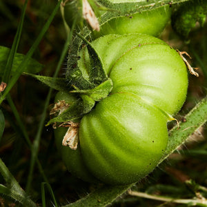 Green Tomatoes Good Hill Farms Fruit: Tomato, Green