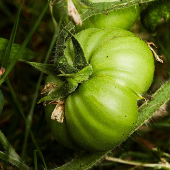 Green Tomatoes Good Hill Farms Fruit: Tomato, Green