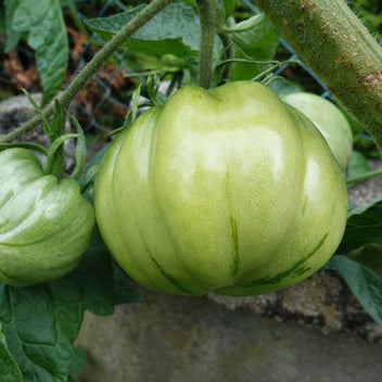 Green Tomatoes Good Hill Farms Fruit: Tomato, Green