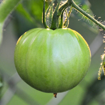 Green Tomatoes Good Hill Farms Fruit: Tomato, Green