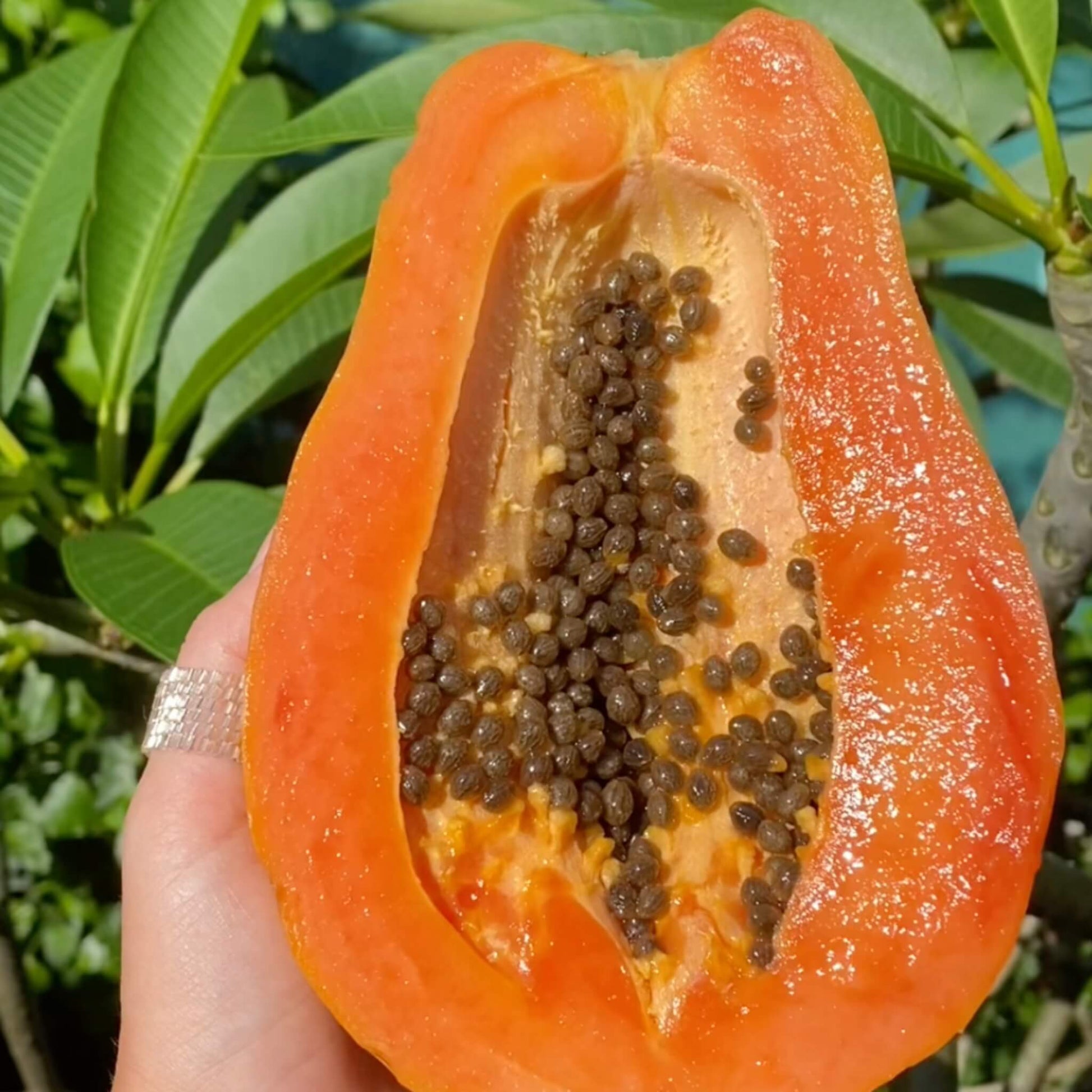 Hawaiian Papaya Good Hill Farms Fruit: Papaya, Hawaiian