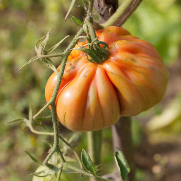Heirloom Tomatoes Good Hill Farms Fruit: Tomato, Heirloom