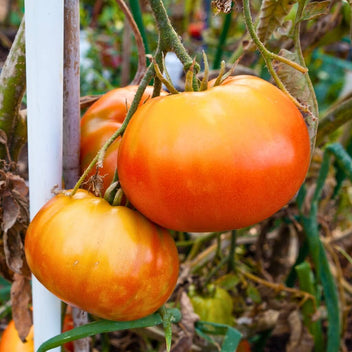 Heirloom Tomatoes Good Hill Farms Fruit: Tomato, Heirloom