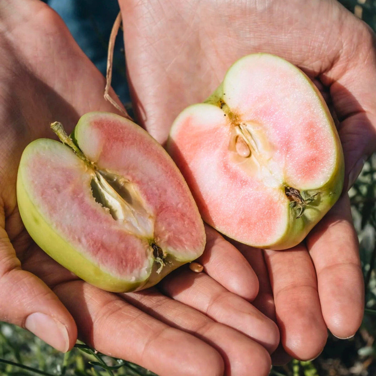 Hidden Rose Apple Good Hill Farms Fruit: Apple, Hidden Rose