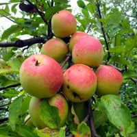 Hidden Rose Apple Good Hill Farms Fruit: Apple, Hidden Rose