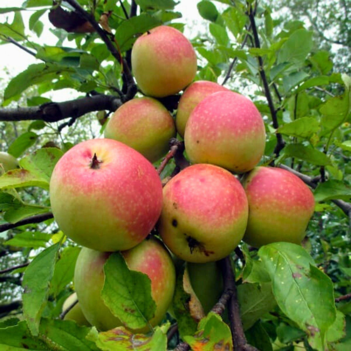 Hidden Rose Apple Good Hill Farms Fruit: Apple, Hidden Rose