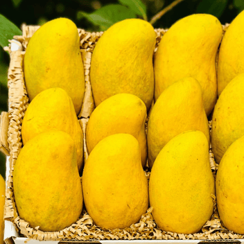 Honey Mango Good Hill Farms Fruit: Mango, Honey