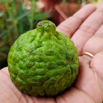 Kaffir Lime Good Hill Farms Fruit: Kaffir Lime