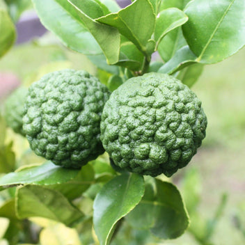 Kaffir Lime Good Hill Farms Fruit: Kaffir Lime
