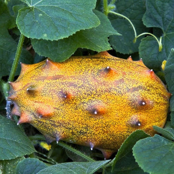 Kiwano Melon Good Hill Farms Fruit: Melon, Kiwano