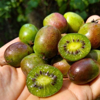 Kiwi Berries Good Hill Farms Fruit: Kiwi, Berries