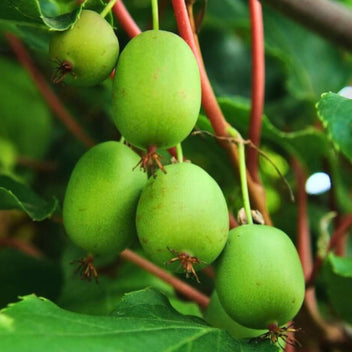Kiwi Berries Good Hill Farms Fruit: Kiwi, Berries