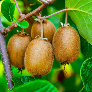 Kiwi Good Hill Farms Fruit: Kiwi