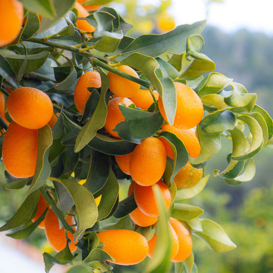 Kumquat (Bab) Good Hill Farms Fruit: Kumquat