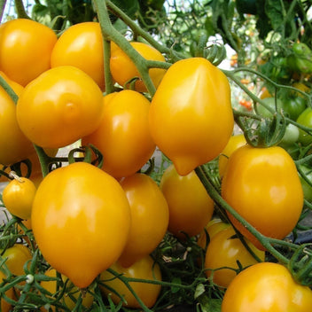 Lemon Plum Good Hill Farms Fruit: Lemon Plum