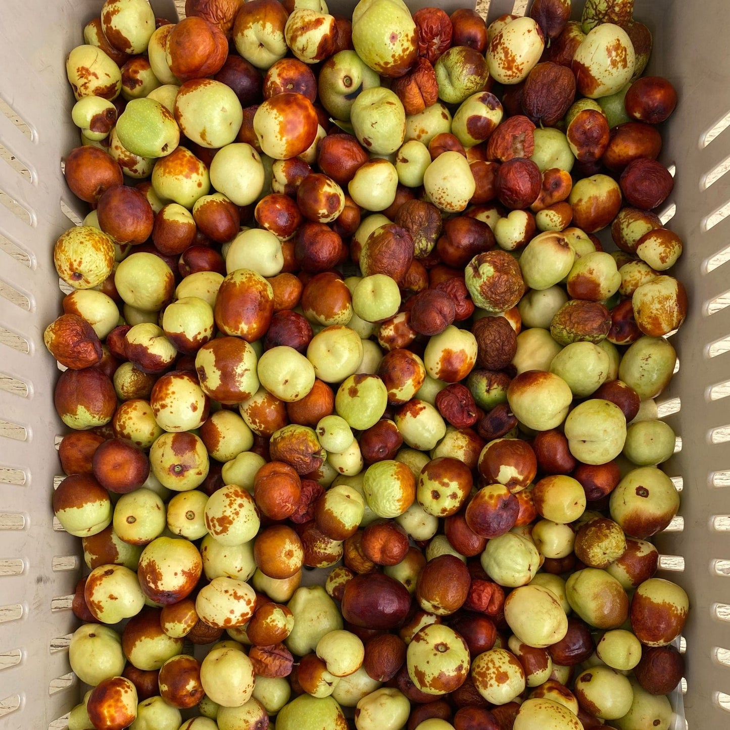 Li Jujube Box (Chinese Date) Good Hill Farms Fruit: Jujube, Li