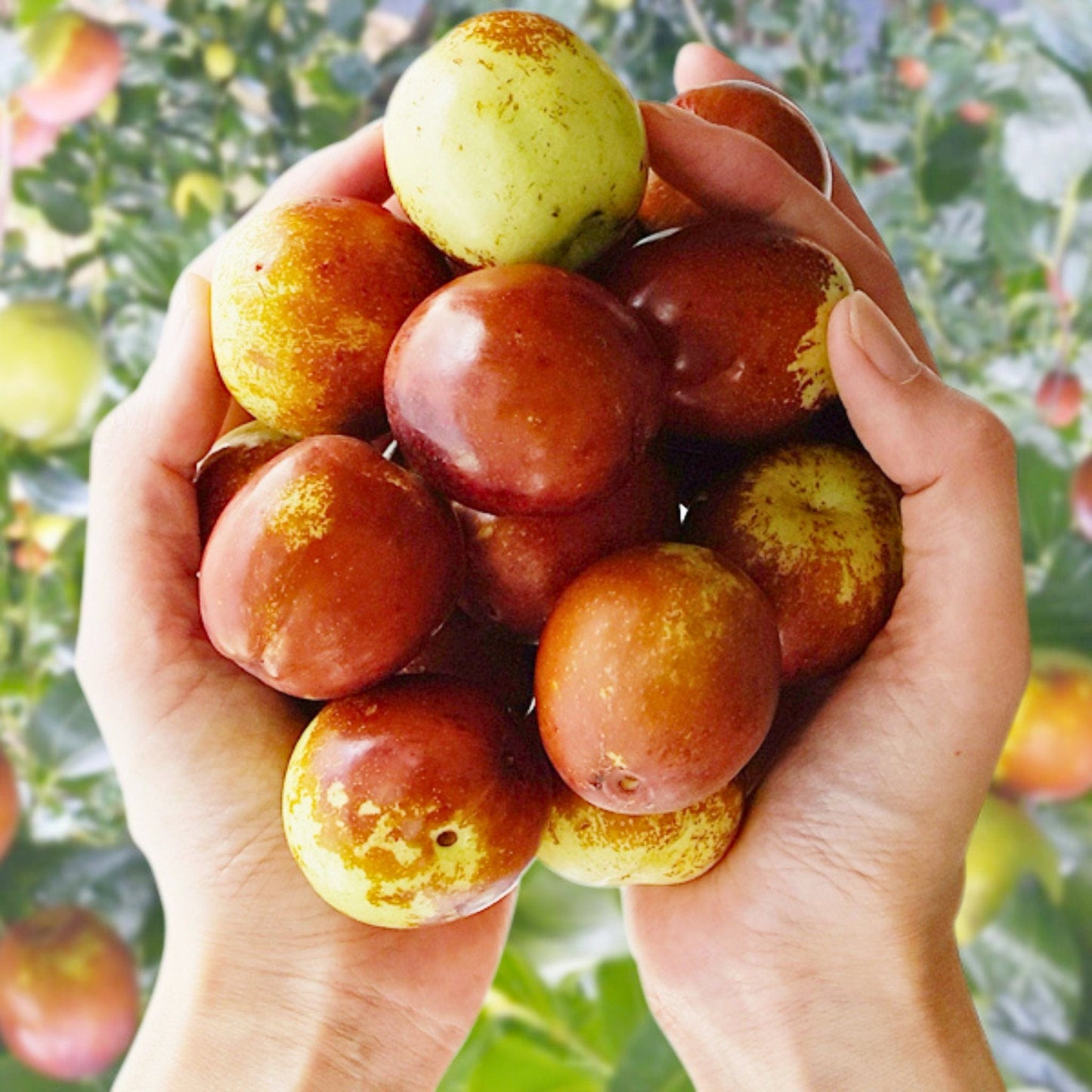 Li Jujube Box (Chinese Date) Good Hill Farms Fruit: Jujube, Li