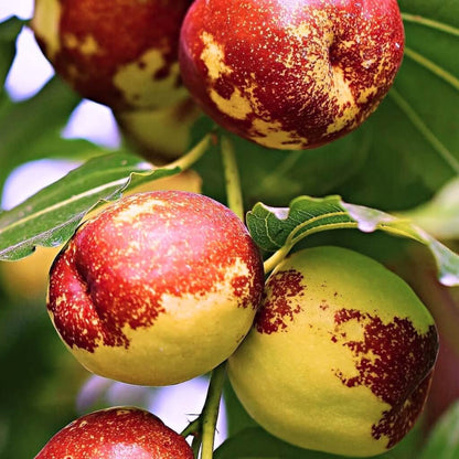 Li Jujube (Chinese Date) Good Hill Farms Fruit: Jujube, Li